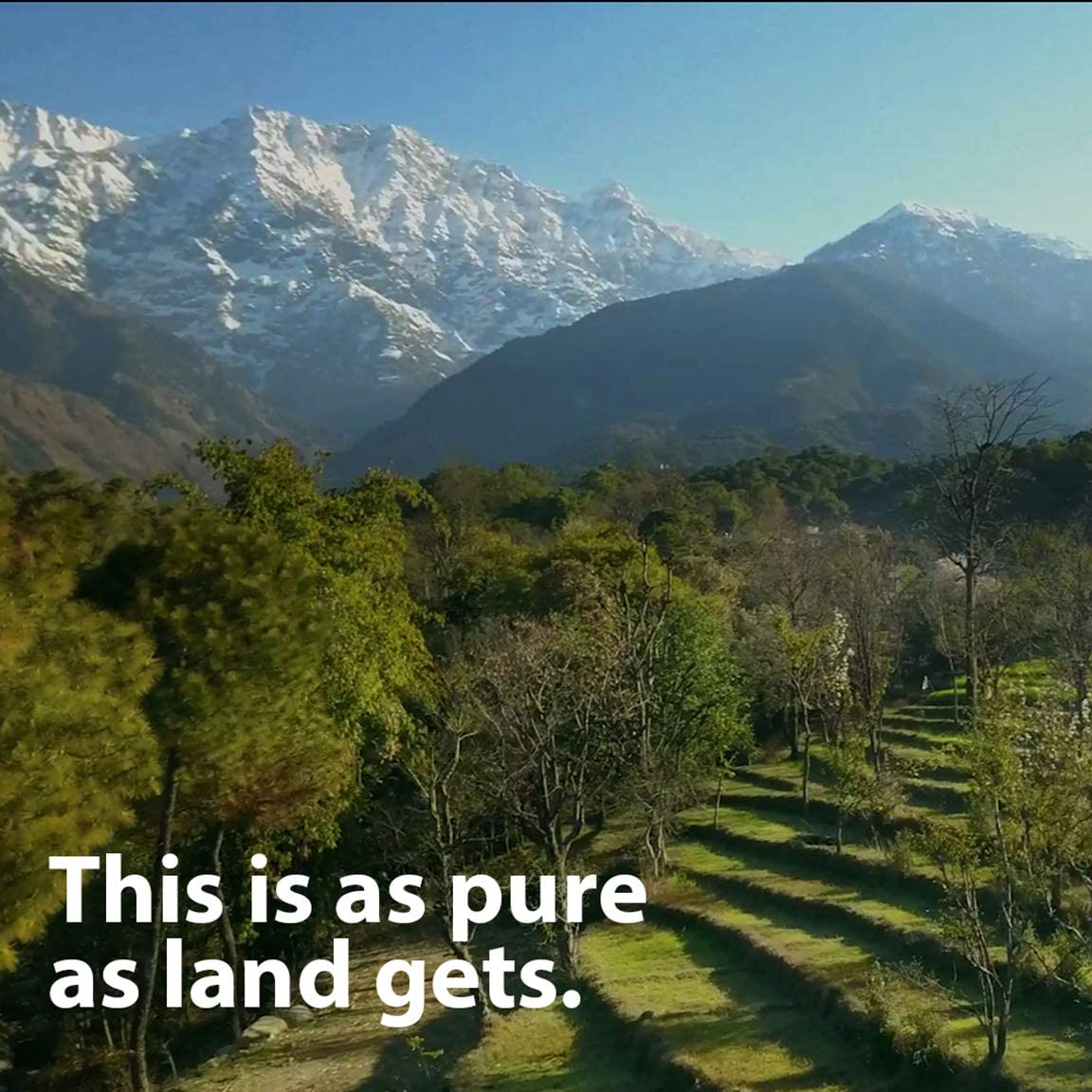 Ayush Herbs Carditone, Unbeatable Blood Pressure and Cardiovascular Support Herbal Supplement, 60 Tablets - Image 8